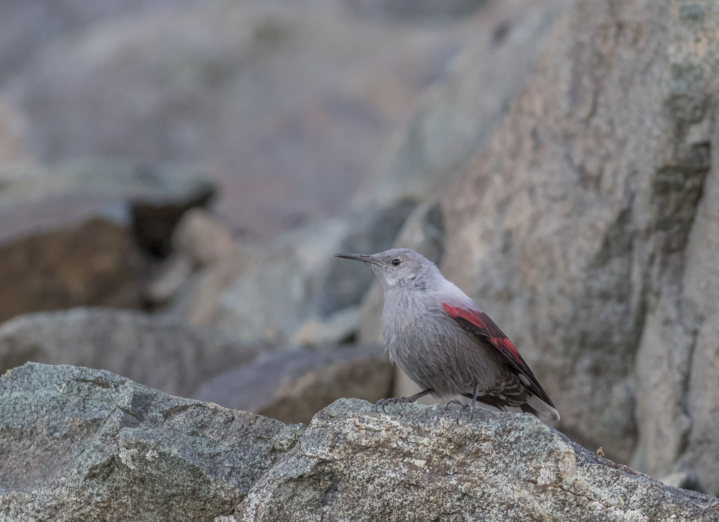 Wallcreeper